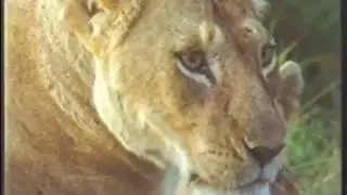 Man's Best Friends - Part 2 -  Tiger On The Tiles (1988)