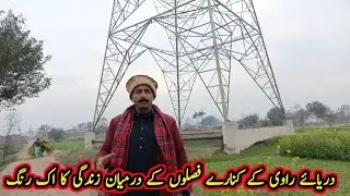 Dariyai Ravi Ke kinare Faslon ke Darmeyan Zindagi ka ik rang #villagevlogs #villagelife #village