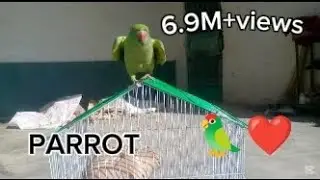 🦜 Green Parrot Playing & Flying | Amazing Parrot Moments 🦜 | 6.9M Views