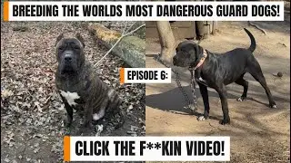 EPISODE 6: -MY PLANS TO BREED THE WORLDS MOST DANGEROUS GUARD DOG BREEDS!