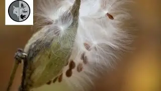 Strange insect? - Week no.9 - Films Nature Web TV