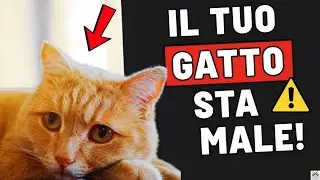 10 SEGNALI INVISIBILI DELLO STRESS FELINO!