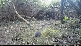 Wildlife Trail Camera Footage Norfolk UK.. RATS.. LOTS OF RATS RUN WILD!!