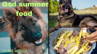 Tyson or Brownie k liye summer food || Gsd summer food || german shepherd summer diet