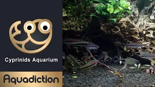 Cyprinids Aquarium - Live Tropical Fish Aquarium