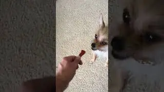 Cute, Small Dog Waits Patiently for Treat | Adorable Chorkie Bean