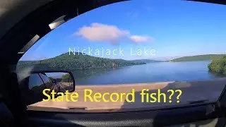 Nickajack Lake Bass Fishing/2Casts 2 State Certificate fish! Just Giants today! New State Record?