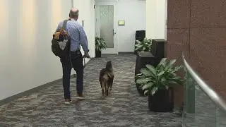 With his own ID badge, Pretzels the Dog goes to the office &mdash; the company hopes employees follow