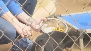 Coffee Co. animal shelter warns of scam that popped up right before major fundraising week