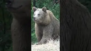 Terrifying Bear Encounter in the Woods! 😱🐻 #BearSighting #WildlifeAdventure #ScaryEncounter