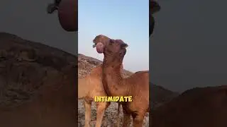 Why Male Camels Inflate A Bizarre Mouth Sac..