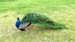 Slow-mo peacock