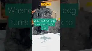 Dogs Fact #101: Whenever your dog turns their back to you... #shorts