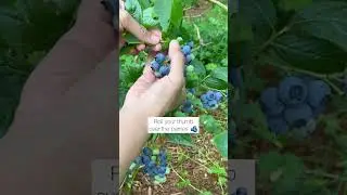 Как выбирать чернику #шорты