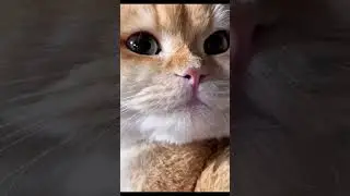 kucing lucu #shorts #kucinglucu