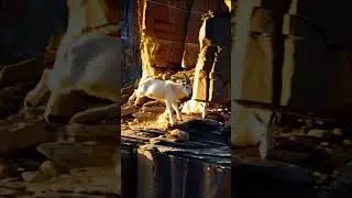 Epic Mountain Goat & Kid Cliff Jump &ndash; Nature&rsquo;s Ultimate Agility! #GoatJump #mountaingoat  #WildGoat