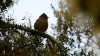 Leptasthenura striolata (grimpeirinho) Striolated Tit-Spinetail