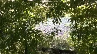 A Tradtional Archery hunt, a view from the longow