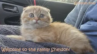 bringing home a scottish fold