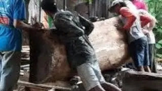 Membelah kayu ex putih besar lebar 1mtr tebal 20 cm panjang 2 meter,indah dan presisi
