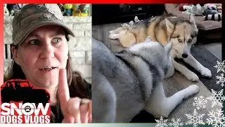 A DOG FILLED DAY