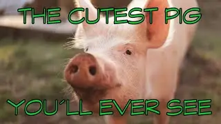 THE CUTEST PIG YOU&acute;LL EVER SEE