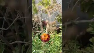#Pieries butterfly#pieridae family#pollinator#nature lover#insect lover🦋🦗🐜🪲🪳🐞🐝