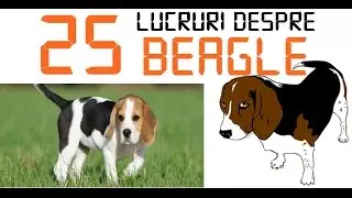 25 DE LUCRURI DESPRE BEAGLE