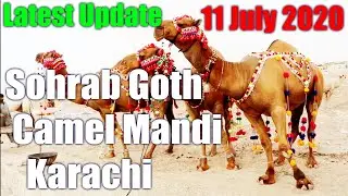 Latest Update Sohrab Goth Camel Mandi 11 July 2020