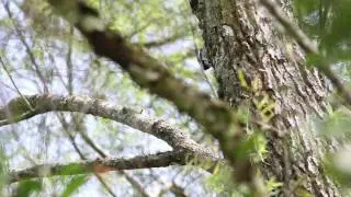 Yellow-bellied Sapsucker (Sphyrapicus varius)