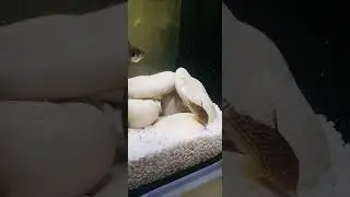 #cory #bottomdweller #bottomfish #catfish #corycatfish #sterbaicory #corydoras #sterbaicorydoras