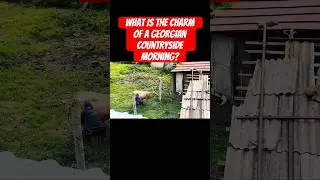 Countryside Morning in Georgia ! #original #travel  #countryside #asmr #villagelife