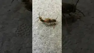 Wasp mating. #shortsfeed #wasp #mating #matingseason #viral #cute #insect #insects #reproduction