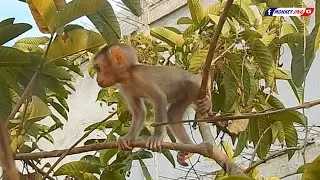 Baby Monkey Jing Practices Climbing On A Tall Tree