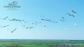 Brolga Heaven