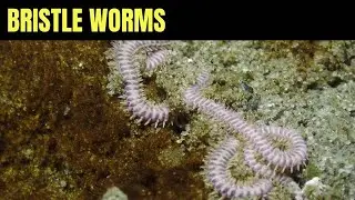 Bristle Worm 6 | Salish Sea Marine Wildlife | Timelapse