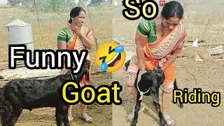 So funny 🤣 video goats riding village 😂😅