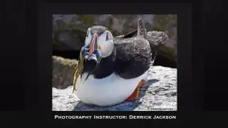 Arts & Birding at Hog Island Audubon Camp