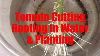 Tomato Cutting Rooting in Water & Planting