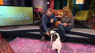 Kan en hund verkligen skämmas? - Malou Efter tio (TV4)