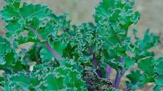 PLANTING AND GROWING SEAKALE