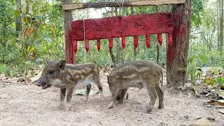 Build Wild boar Trap Using Big Palm tree with &Wood Fall in to Deep Hole #wildanimal