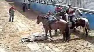 toros coleados guarico