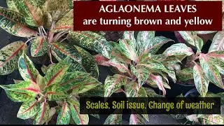 How to Save Aglaonemas from Dying