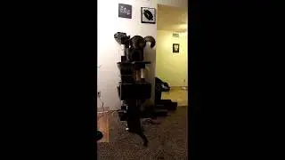 My Cats Playing (short)