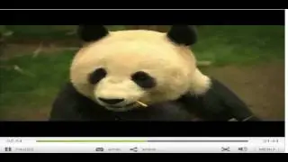 Clip from Panda Cam 1