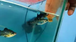 Hand Feeding to my Molly fishs || nawabi fish || molly fish care
