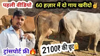 60 हज़ार में दो गाय खरीदो✌️!! ट्रांसपोर्ट फ्री🔥!! पहली वीडियो में धमाका🎉!! 2100₹ की स्पेशल छूट offer👌