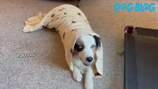 Australian Shepherd is on a Roll with His Burrito Blanket