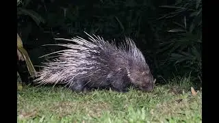 Suara Landak